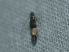 Cosmopterix