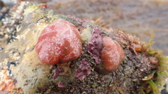 Lithophyllaceae