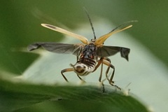 Chauliognathus marginatus