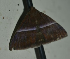 Poaphilini