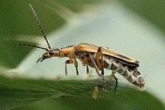 Chauliognathus marginatus