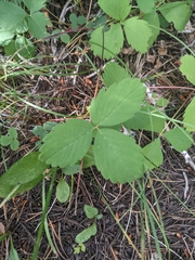 Fragaria virginiana