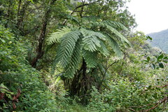Cyathea