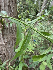 Salix pentandra