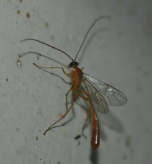 Enicospilus