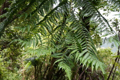 Cyathea