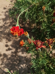 Amegilla quadrifasciata