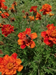 Amegilla quadrifasciata