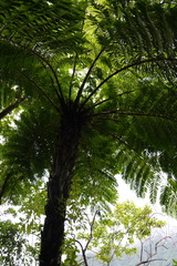 Cyathea