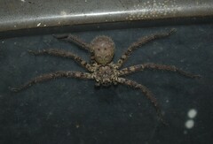 Heteropoda venatoria