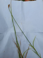 Carex leporina