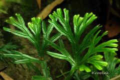 Selaginella intermedia