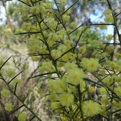 Acacia genistifolia
