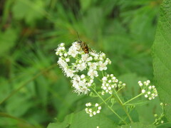 Typocerus velutinus
