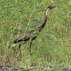 Ardea melanocephala