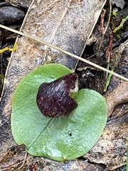 Corybas incurvus