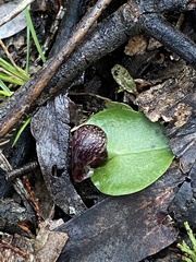 Corybas incurvus