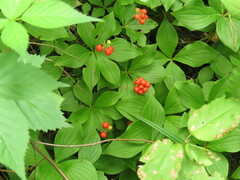Cornus canadensis