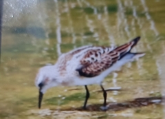 Calidris minuta