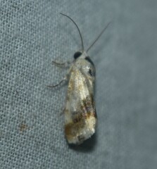 Acontiini
