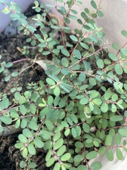 Euphorbia blodgettii