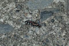 Cosmodela separata