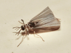 Strepsiptera