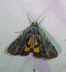 Catocala gracilis
