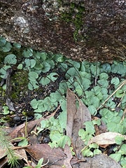 Cyrtostylis reniformis