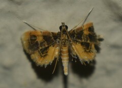 Thysanoidma octalis