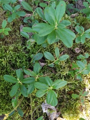Vaccinium vitis-idaea