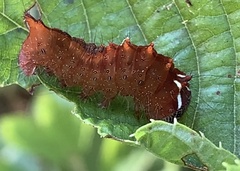 Acronicta