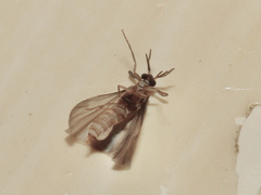 Strepsiptera