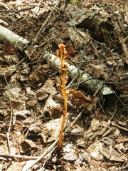 Monotropa hypopitys