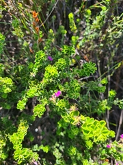 Indigofera candolleana