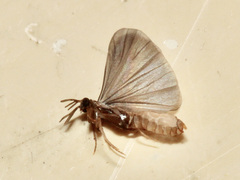 Strepsiptera