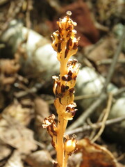Monotropa hypopitys