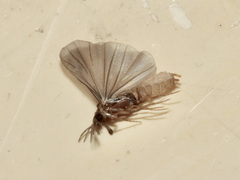 Strepsiptera