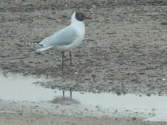 Chroicocephalus maculipennis