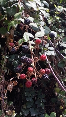 Rubus ulmifolius