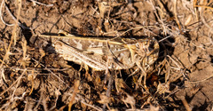 Oedipodinae