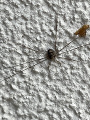 Dicranopalpus ramosus