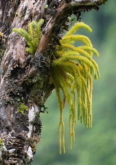 Lycopodiaceae
