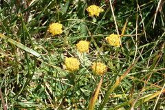 Bupleurum ranunculoides