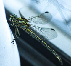 Ceratogomphus pictus