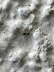 Salticus