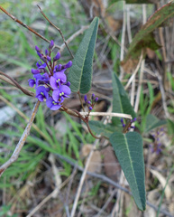 Hardenbergia violacea