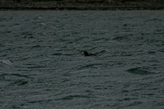 Stercorarius longicaudus