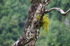 Lycopodiaceae