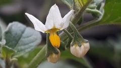 Solanum nigrum